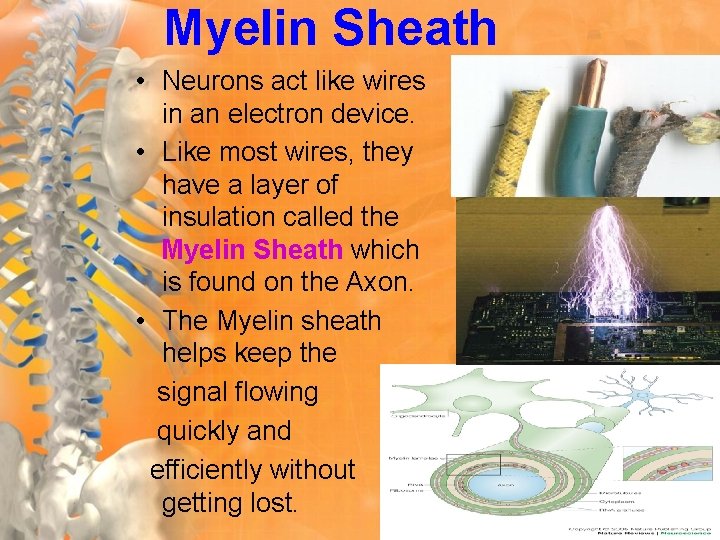 Myelin Sheath • Neurons act like wires in an electron device. • Like most