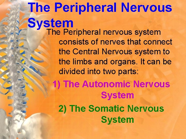 The Peripheral Nervous System The Peripheral nervous system consists of nerves that connect the