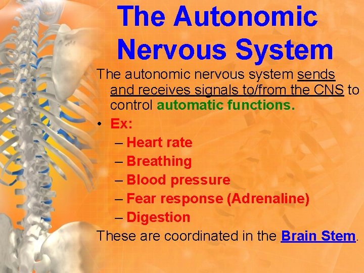 The Autonomic Nervous System The autonomic nervous system sends and receives signals to/from the