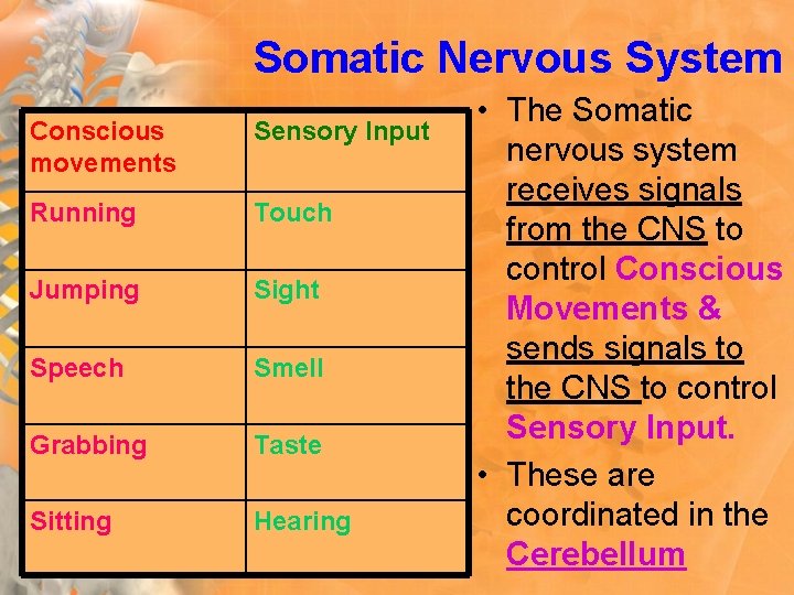 Somatic Nervous System Conscious movements Sensory Input Running Touch Jumping Sight Speech Smell Grabbing