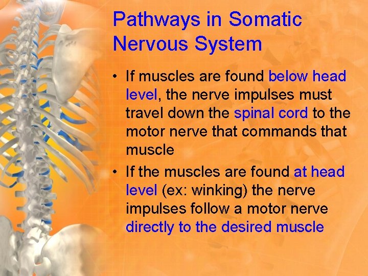 Pathways in Somatic Nervous System • If muscles are found below head level, the
