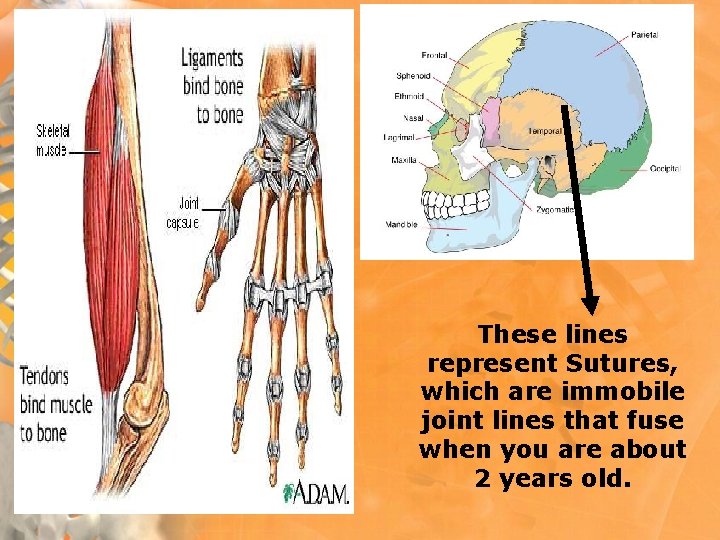 These lines represent Sutures, which are immobile joint lines that fuse when you are