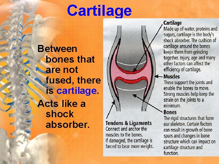 Cartilage Between bones that are not fused, there is cartilage. Acts like a shock