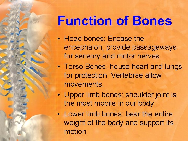 Function of Bones • Head bones: Encase the encephalon, provide passageways for sensory and