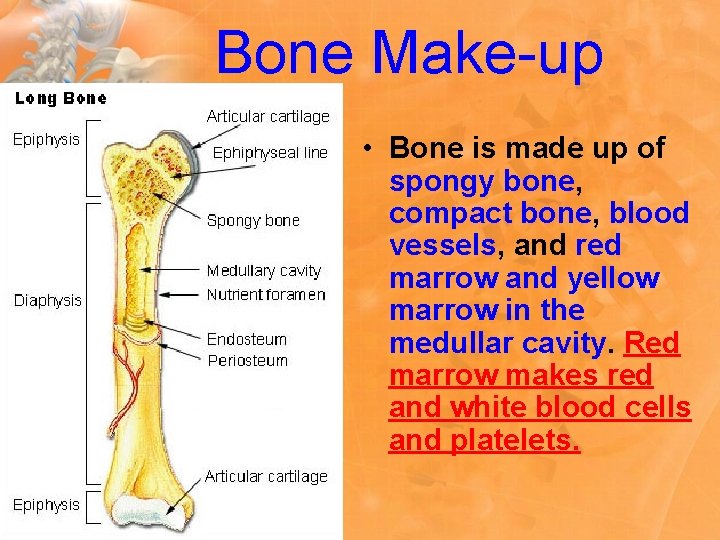 Bone Make-up • Bone is made up of spongy bone, compact bone, blood vessels,