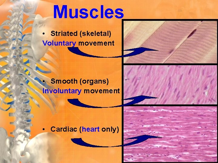 Muscles • Striated (skeletal) Voluntary movement • Smooth (organs) Involuntary movement • Cardiac (heart