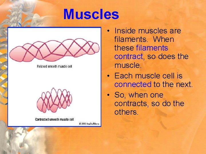 Muscles • Inside muscles are filaments. When these filaments contract, so does the muscle.