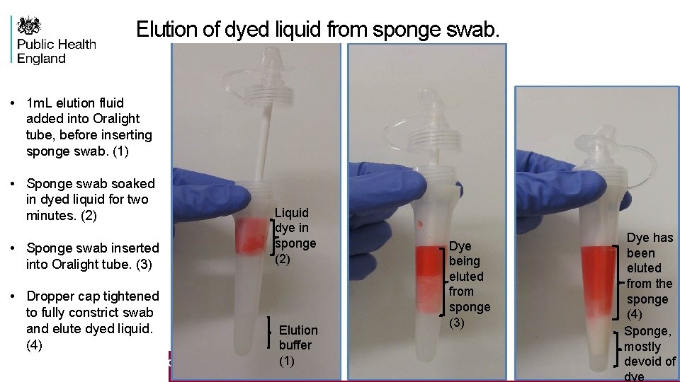 Elution of dyed liquid from sponge swab. • 1 m. L elution fluid added