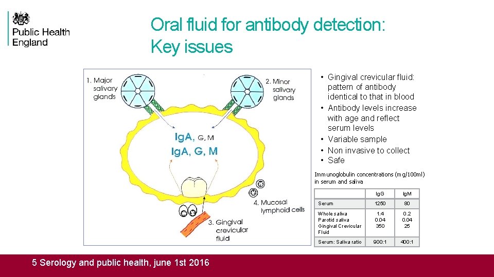 Oral fluid for antibody detection: Key issues • Gingival crevicular fluid: pattern of antibody