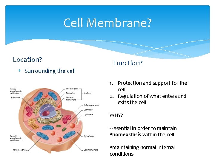 Cell Membrane? Location? Surrounding the cell Function? 1. Protection and support for the cell