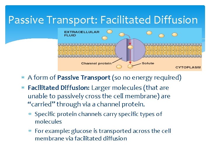 Passive Transport: Facilitated Diffusion A form of Passive Transport (so no energy required) Facilitated
