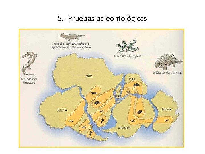 5. - Pruebas paleontológicas 