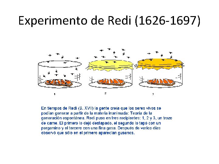 Experimento de Redi (1626 -1697) 