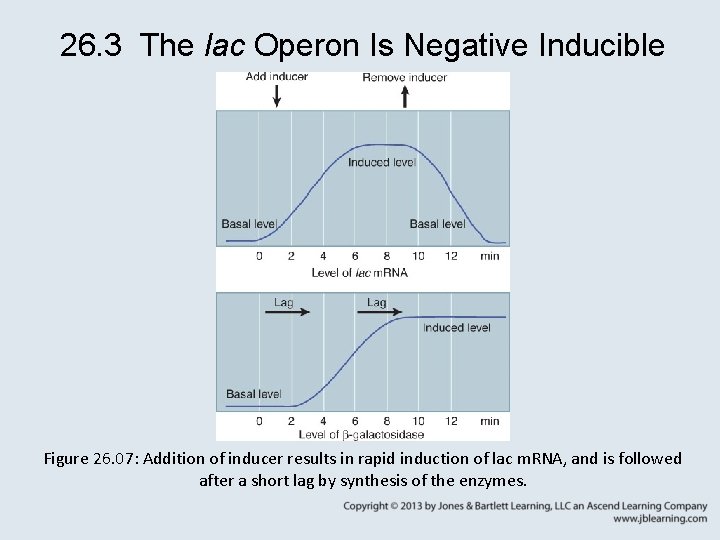 26. 3 The lac Operon Is Negative Inducible Figure 26. 07: Addition of inducer