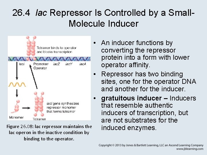 26. 4 lac Repressor Is Controlled by a Small. Molecule Inducer • An inducer