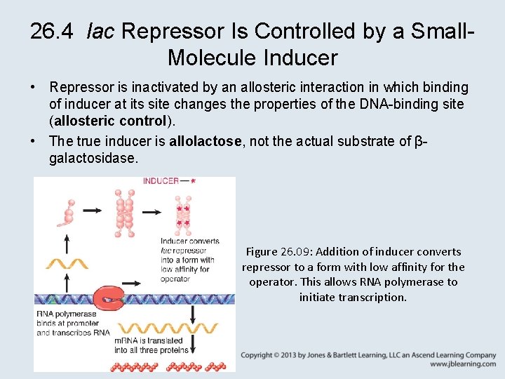 26. 4 lac Repressor Is Controlled by a Small. Molecule Inducer • Repressor is