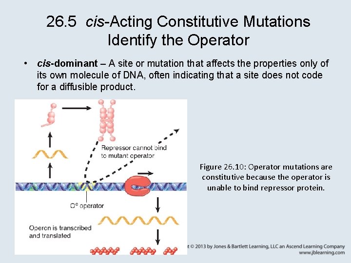 26. 5 cis-Acting Constitutive Mutations Identify the Operator • cis-dominant – A site or