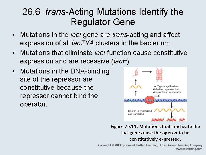 26. 6 trans-Acting Mutations Identify the Regulator Gene • Mutations in the lac. I