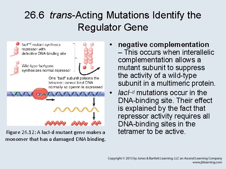 26. 6 trans-Acting Mutations Identify the Regulator Gene Figure 26. 12: A lac. I-d