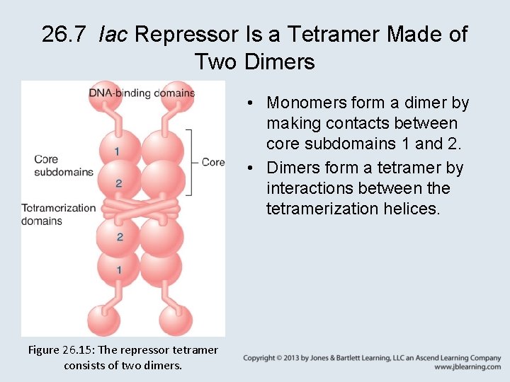 26. 7 lac Repressor Is a Tetramer Made of Two Dimers • Monomers form