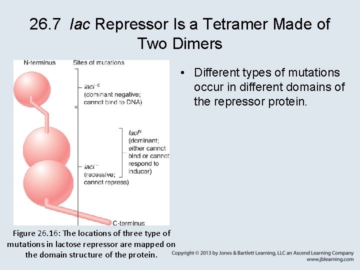 26. 7 lac Repressor Is a Tetramer Made of Two Dimers • Different types
