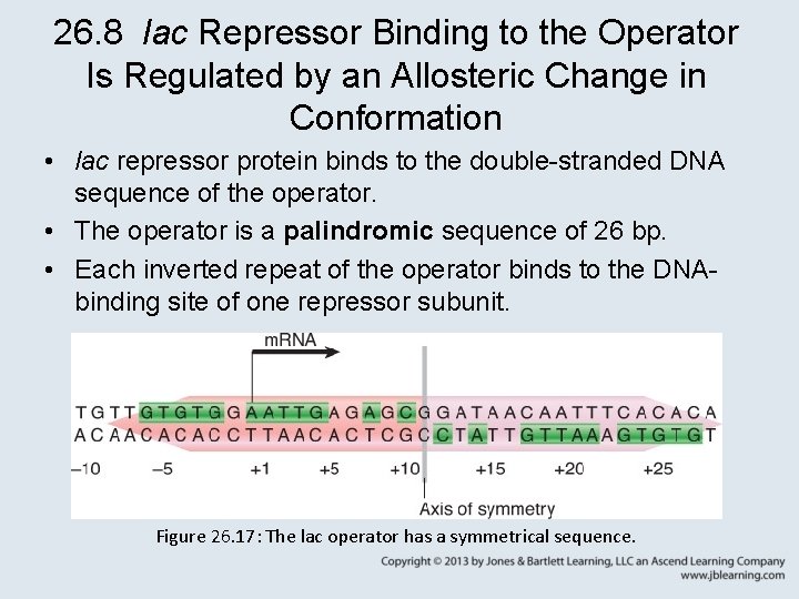 26. 8 lac Repressor Binding to the Operator Is Regulated by an Allosteric Change