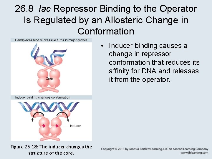 26. 8 lac Repressor Binding to the Operator Is Regulated by an Allosteric Change