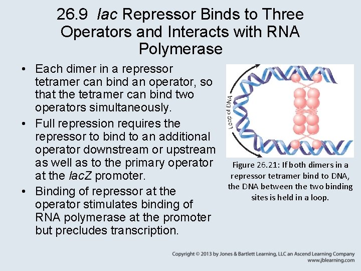 26. 9 lac Repressor Binds to Three Operators and Interacts with RNA Polymerase •