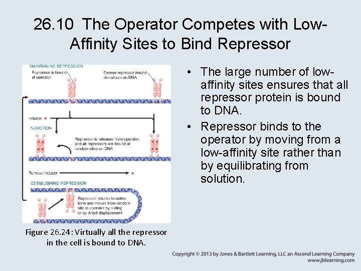 26. 10 The Operator Competes with Low. Affinity Sites to Bind Repressor • The