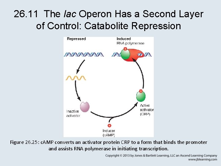 26. 11 The lac Operon Has a Second Layer of Control: Catabolite Repression Figure