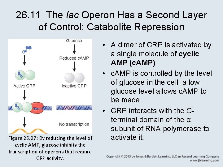 26. 11 The lac Operon Has a Second Layer of Control: Catabolite Repression Figure