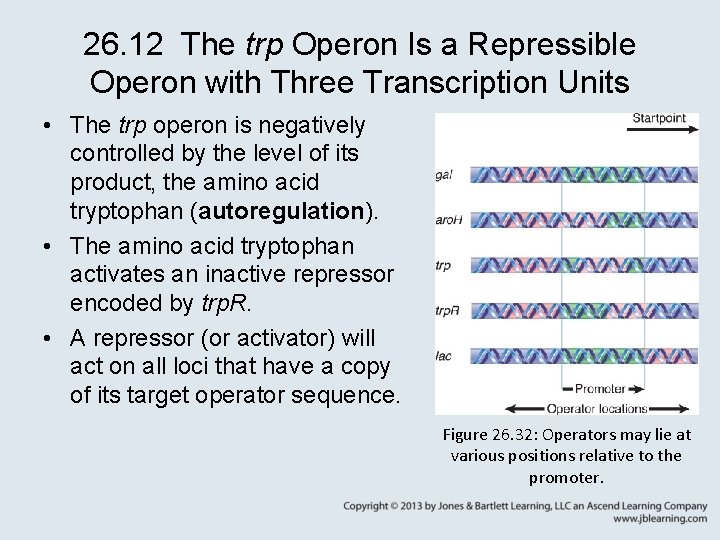 26. 12 The trp Operon Is a Repressible Operon with Three Transcription Units •