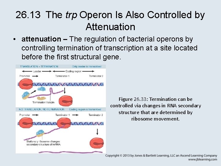 26. 13 The trp Operon Is Also Controlled by Attenuation • attenuation – The
