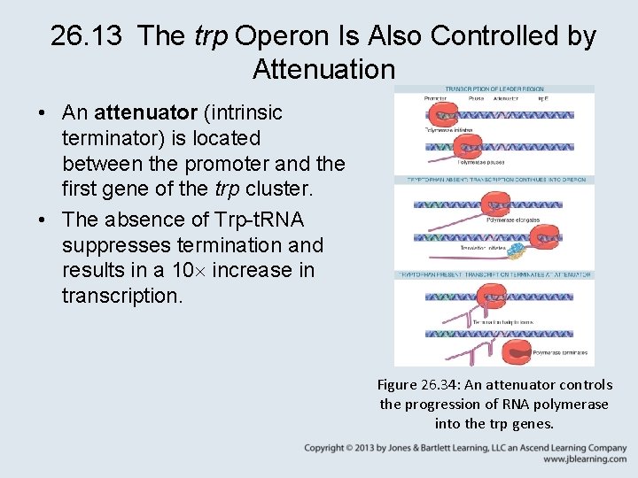 26. 13 The trp Operon Is Also Controlled by Attenuation • An attenuator (intrinsic