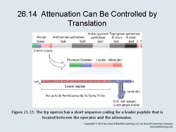 26. 14 Attenuation Can Be Controlled by Translation Figure 26. 35: The trp operon