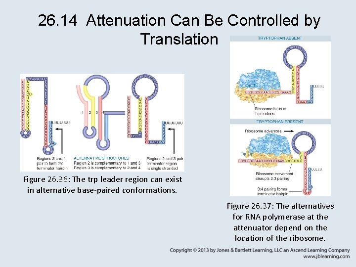 26. 14 Attenuation Can Be Controlled by Translation Figure 26. 36: The trp leader