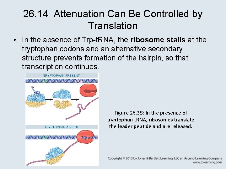 26. 14 Attenuation Can Be Controlled by Translation • In the absence of Trp-t.