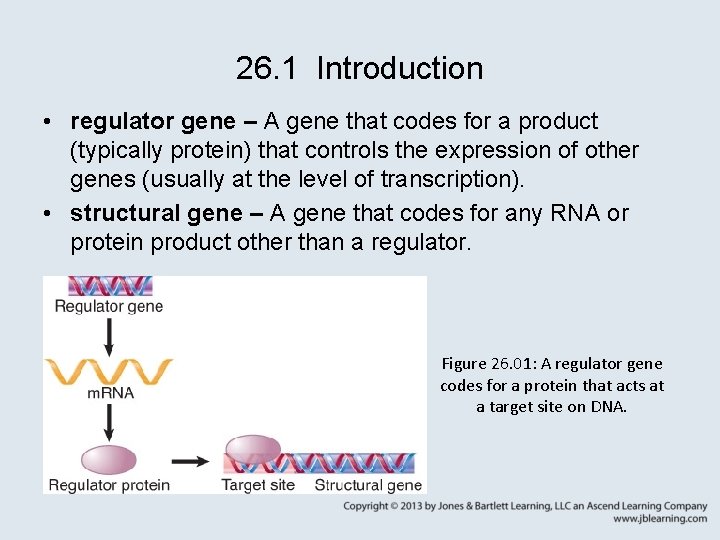 26. 1 Introduction • regulator gene – A gene that codes for a product