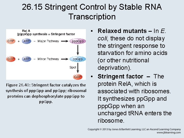 26. 15 Stringent Control by Stable RNA Transcription Figure 26. 40: Stringent factor catalyzes