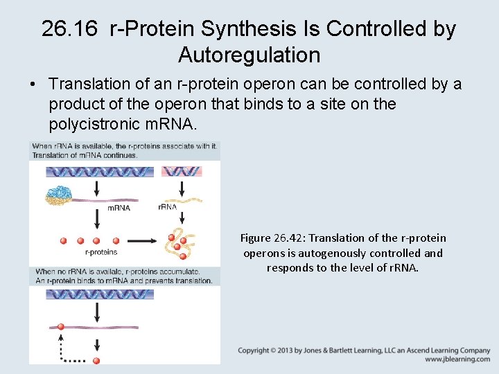 26. 16 r-Protein Synthesis Is Controlled by Autoregulation • Translation of an r-protein operon