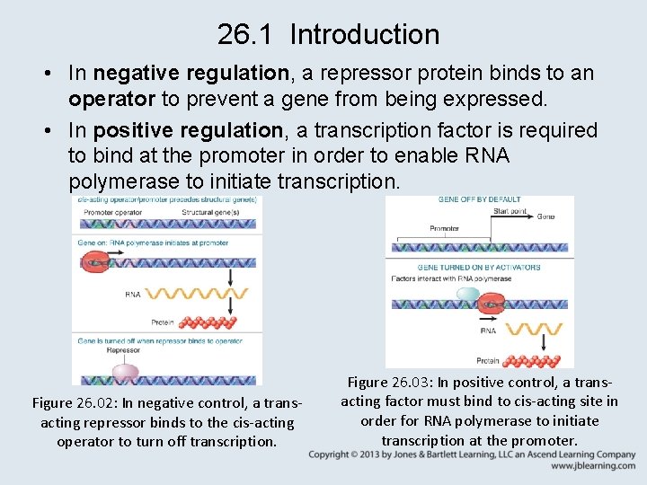 26. 1 Introduction • In negative regulation, a repressor protein binds to an operator