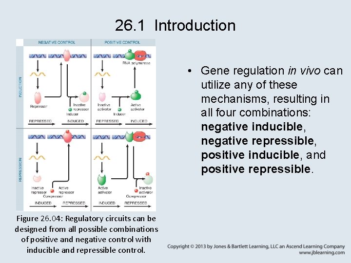 26. 1 Introduction • Gene regulation in vivo can utilize any of these mechanisms,