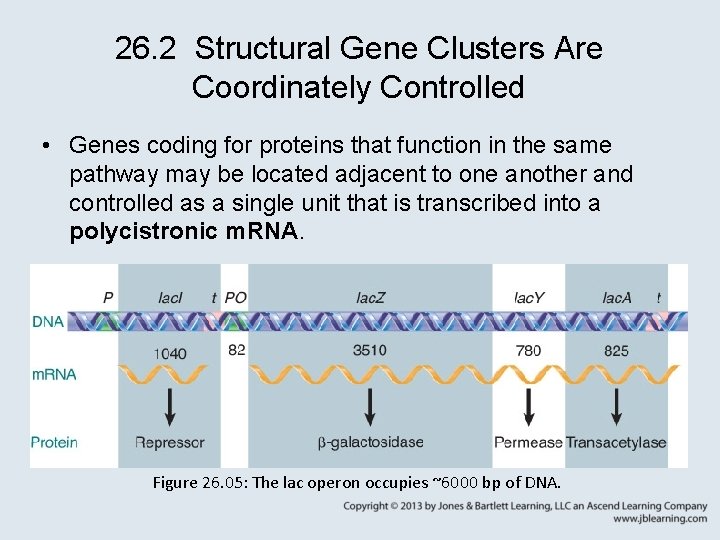 26. 2 Structural Gene Clusters Are Coordinately Controlled • Genes coding for proteins that