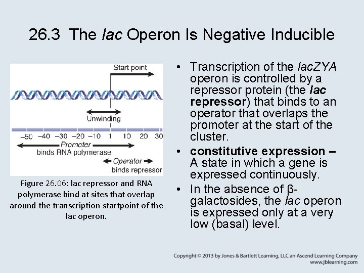 26. 3 The lac Operon Is Negative Inducible Figure 26. 06: lac repressor and