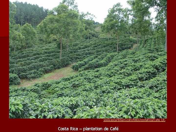 www. escartinlam. com/fotos/costa. Rica/Cafe_CR. Costa Rica – plantation de Café www. escartinlam. com/fotos/costa. Rica/Cafe_CR. Costa Rica – plantation de Café