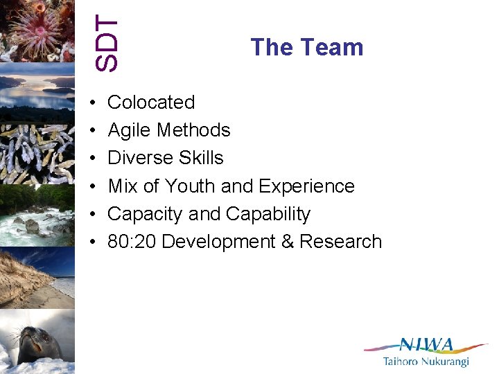 SDT • • • The Team Colocated Agile Methods Diverse Skills Mix of Youth