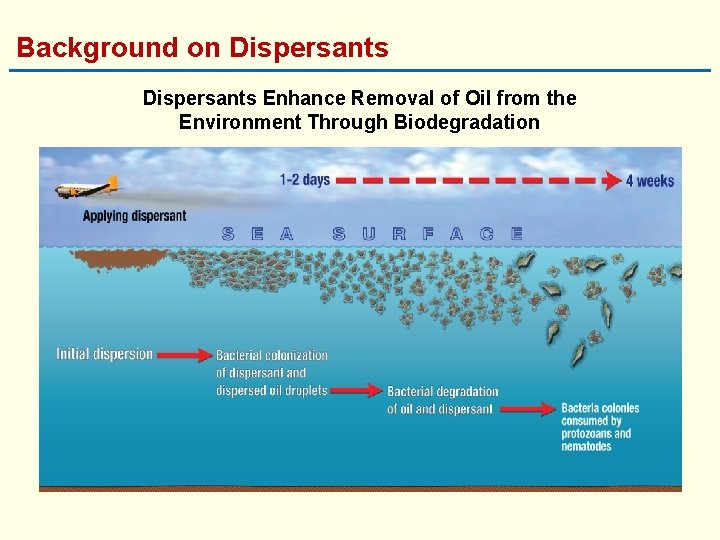 Background on Dispersants Enhance Removal of Oil from the Environment Through Biodegradation 