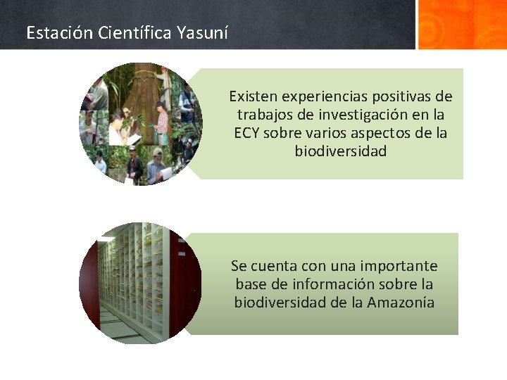 Estación Científica Yasuní Existen experiencias positivas de trabajos de investigación en la ECY sobre