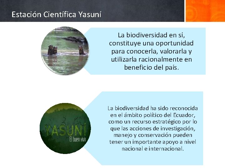 Estación Científica Yasuní La biodiversidad en sí, constituye una oportunidad para conocerla, valorarla y