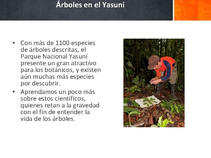 Árboles en el Yasuní • Con más de 1100 especies de árboles descritas, el